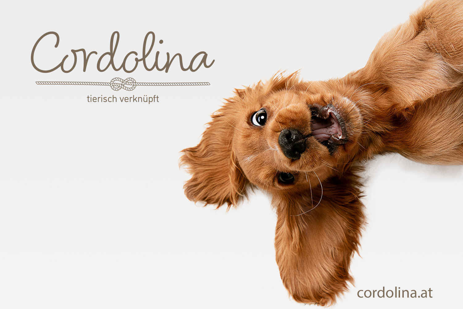 cordolina.at